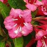 Weigela hortensis 花