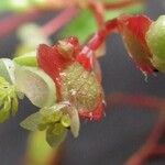Begonia hirsuta Flor