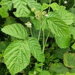 Rubus caesius Levél