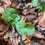 Asarum europaeum Fuelha