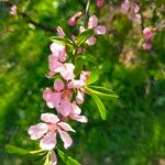 Prunus tenella फूल