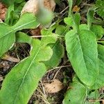 Chaptalia nutans Leaf