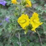 Solanum rostratumFlower