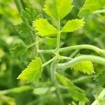 Pimpinella anisum Leaf