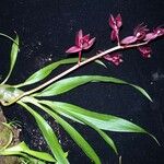 Mormodes horichii Other