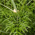 Scabiosa triandra Leaf