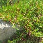 Carpobrotus edulis Folha