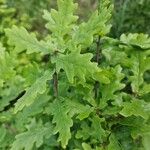 Quercus × rosacea Hoja