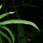 Lindsaea stricta Leaf