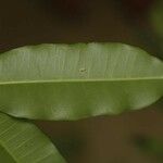 Parahancornia fasciculata
