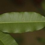 Parahancornia fasciculata Leaf