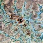 Argemone ochroleuca Fruit