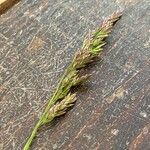 Poa pratensis Bleunienn