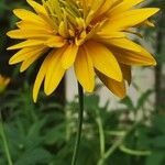 Rudbeckia laciniataFloare