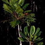 Myodocarpus crassifolius Hábito