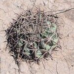 Echinocactus texensis 葉