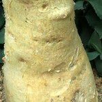 Cyphostemma currorii Ŝelo
