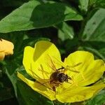 Oenothera pilosella Floro