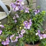 Angelonia angustifoliaFlower