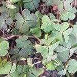 Oxalis corniculata Лист