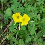 Oxalis pes-capraeBlomst