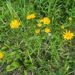 Buphthalmum salicifoliumBlomma