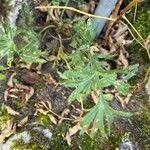 Pulsatilla montana Blad