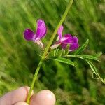 Lathyrus hirsutus Цвят