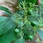 Cornus alternifolia Fruit