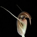 Pterostylis tenuicauda Meyve