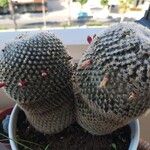 Mammillaria hahniana Escorça