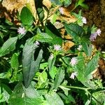 Elephantopus elatus Hoja