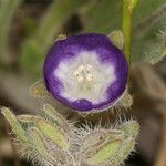 Phacelia cephalotes Λουλούδι