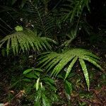 Thelypteris falcata 形態