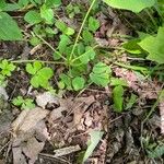 Dioscorea villosa Leaf