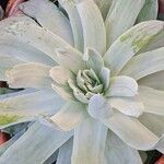 Dudleya pulverulenta Leaf