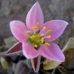 Rhodalsine geniculata Flower