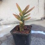 Pereskiopsis diguetii Hoja