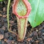 Nepenthes mirabilis Blatt