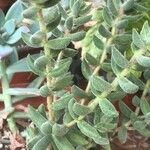 Crassula lanuginosa Blatt