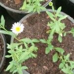 Erigeron annuusBloem