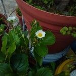 Fragaria x ananassa autre