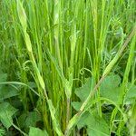 Tragopogon orientalis Leaf