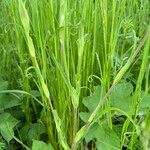 Tragopogon orientalis Blad