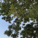 Fraxinus angustifolia Fulla