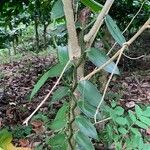 Vanilla planifolia Φύλλο