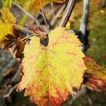 Vitis vinifera Leaf