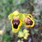 Ophrys lutea Blüte