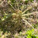 Daucus decipiens Žiedas