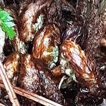 Polystichum aculeatum Blad